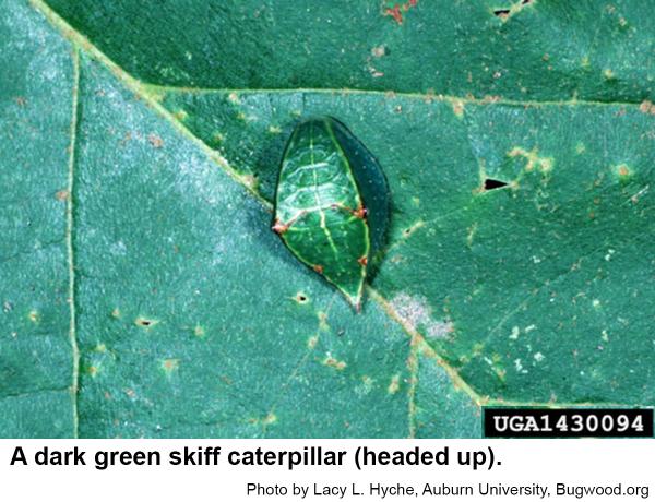 A dark green skiff caterpillar.